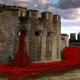 Image for article titled 888,246 Handmade Poppies Surround the Tower of London to Commemorate WWI